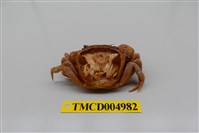 藏品(臺灣束腰蟹)的圖片